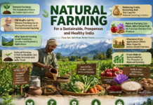From Saffron to Basmati: Natural Farming Can Redefine J&K Agriculture