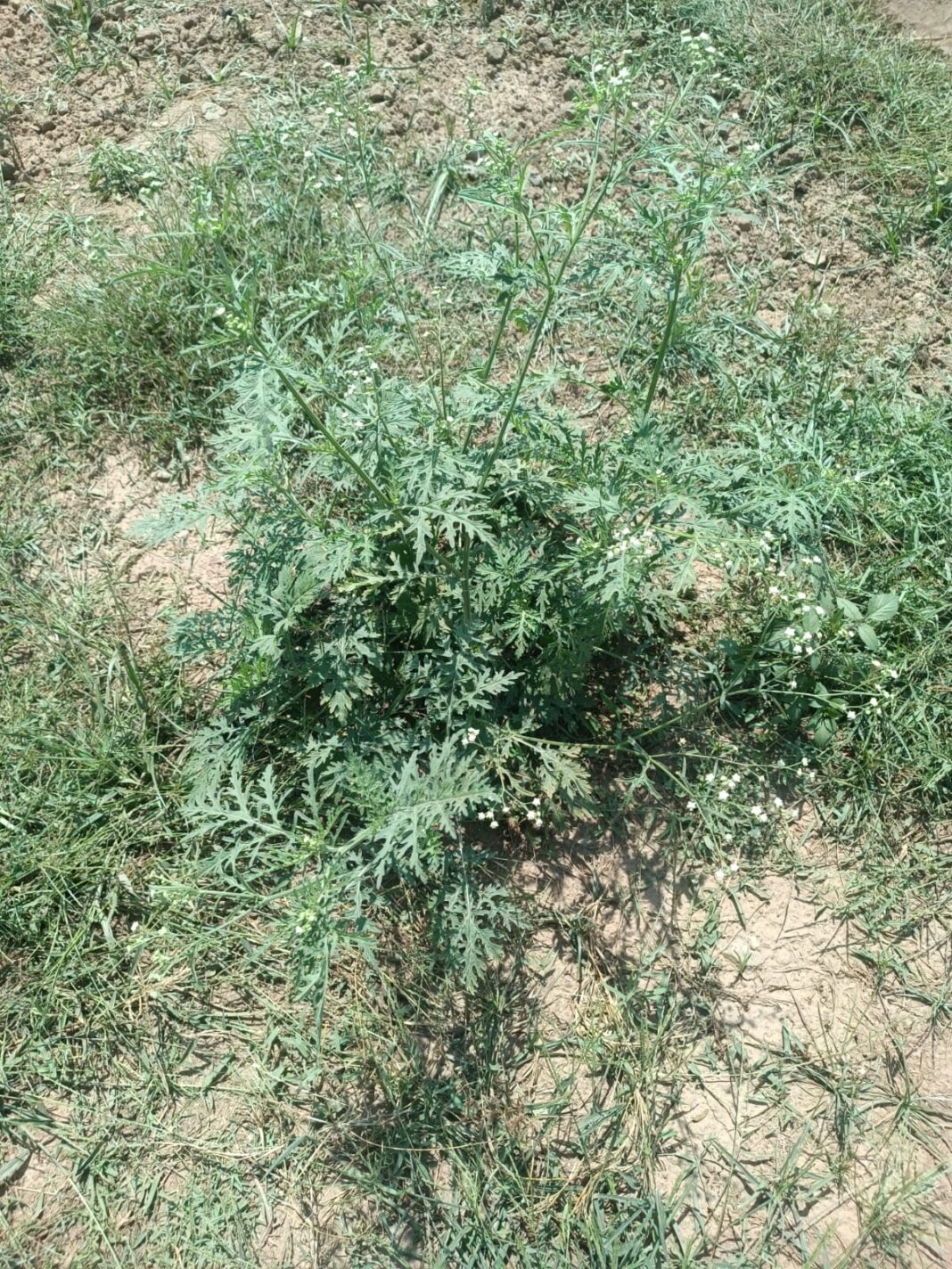 Invasive æforeignÆ weed spotted in Srinagar SKUAST-K advises early caution